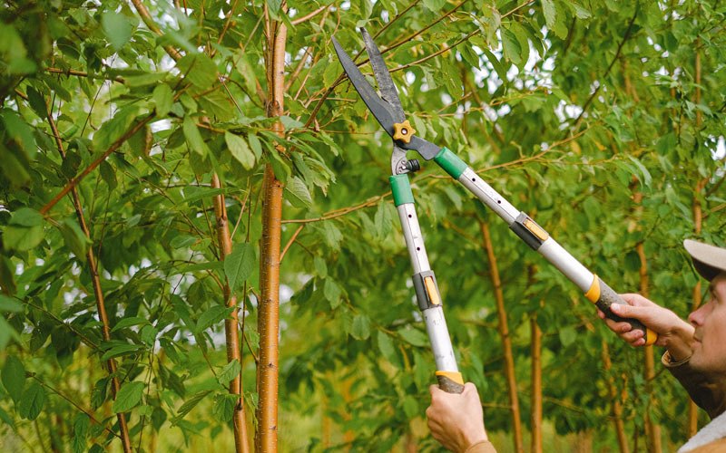 Tree trimming in Partridge, KY
